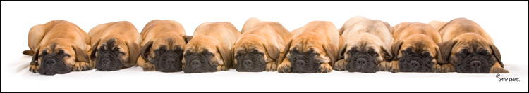 Cath Lewis Dog Portrait Photography FAMILY, PHOTOGRAPHY,PET DOG, SHOW DOG, FAMILY PET & COMMERCIAL PHOTOGRAPHY 